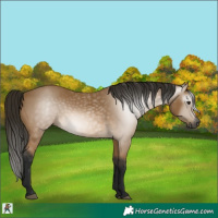Horse Color:Gray Buckskin 