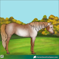 Horse Color:Gray Chestnut 