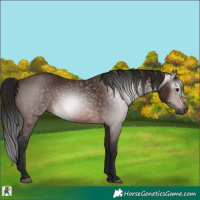 Horse Color:Gray Bay 