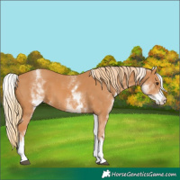 Horse Color:White Spotted Chestnut 