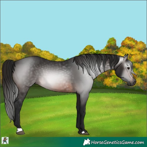 Horse Color:Gray Bay 
