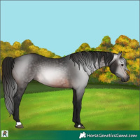 Horse Color:Gray Bay 