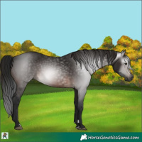 Horse Color:Gray Bay 