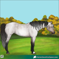 Horse Color:Gray Bay Roan 