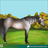 Horse Color:Gray Bay 