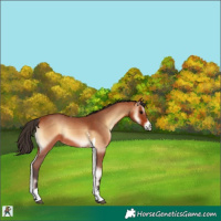 Horse Color:Bay Onyx Sabino Tobiano 