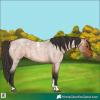 Horse Color:Bay Roan Tobiano 