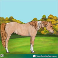 Horse Color:Red Roan Tobiano 