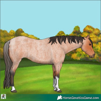 Horse Color:Bay Roan Tobiano 