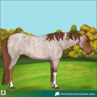 Horse Color:Red Roan Tobiano 