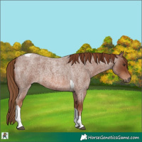 Horse Color:Red Roan Tobiano 