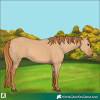 Horse Color:Red Dun 