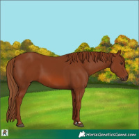 Horse Color:Chestnut Rabicano 