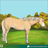 Horse Color:Palomino 