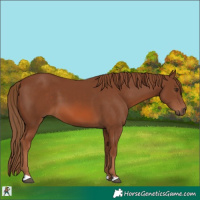 Horse Color:Chestnut 