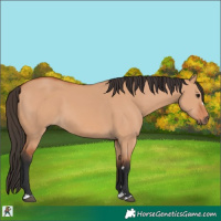 Horse Color:Bay Dun 