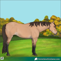 Horse Color:Bay Dun 