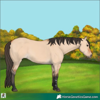 Horse Color:Bay Dun 