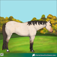 Horse Color:Bay Roan Dun 