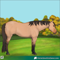 Horse Color:Bay Dun 