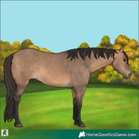 Horse Color:Bay Dun 