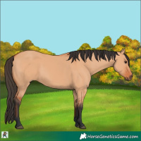 Horse Color:Bay Dun 