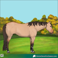 Horse Color:Bay Dun 