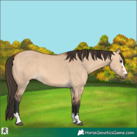 Horse Color:Bay Dun