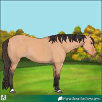 Horse Color:Bay Dun 