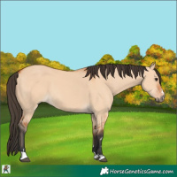 Horse Color:Bay Dun 