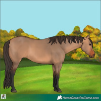 Horse Color:Bay Dun