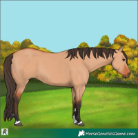 Horse Color:Bay Dun 