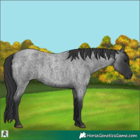 Horse Color:Blue Roan 