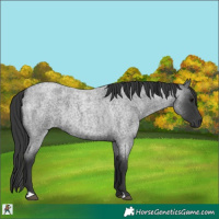 Horse Color:Blue Roan 