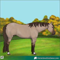 Horse Color:Liver Red Dun 