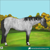 Horse Color:Blue Roan 