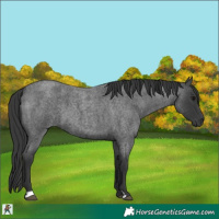 Horse Color:Blue Roan 