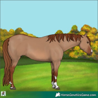 Horse Color:Red Dun 