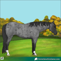 Horse Color:Blue Roan 