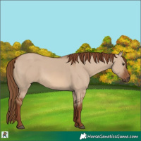 Horse Color:Red Dun 