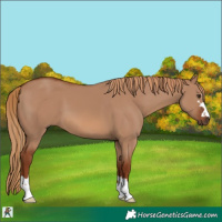 Horse Color:Red Dun