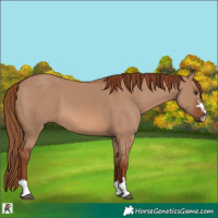 Horse Color:Red Dun