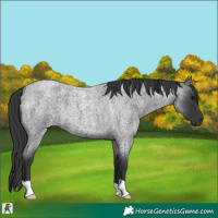 Horse Color:Blue Roan 
