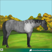 Horse Color:Blue Roan 