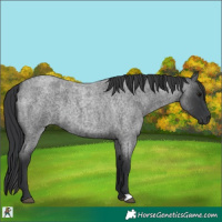 Horse Color:Blue Roan 
