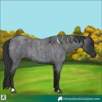 Horse Color:Blue Roan 