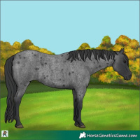 Horse Color:Blue Roan 
