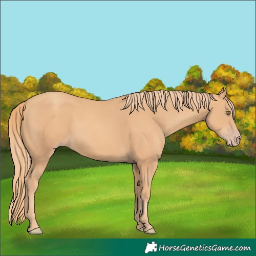 Horse Color:Gold Champagne 