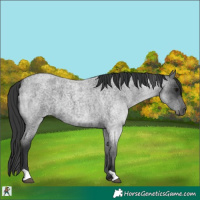 Horse Color:Blue Roan 