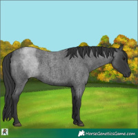 Horse Color:Blue Roan 